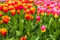 Red tulips park Keukenhof - flower garden, Holland