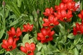 Red tulips Royalty Free Stock Photo