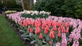 Red tulips, pink Hyacinthus and yellow and orange Narcissus