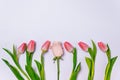 Red tulips and pink rose row on white background closeup top view. spring season concept. minimal composition. row of colorful Royalty Free Stock Photo