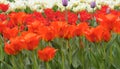 red tulips planted in a city park, flower bed Royalty Free Stock Photo