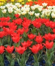 red tulips planted in a city park, flower bed Royalty Free Stock Photo