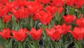 red tulips planted in a city park, flower bed Royalty Free Stock Photo