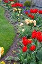 Red tulips planted with yellow and red stripped tulips, grape hyacinth, Royalty Free Stock Photo