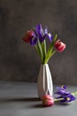 Red tulips and purple irises in white vase on gray background. Still life in the style of minimalism Royalty Free Stock Photo