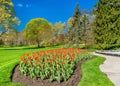 Red tulips in Queen Victoria Park - Niagara Falls, Canada Royalty Free Stock Photo