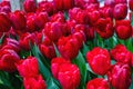 Red tulips with raindrops background, spring day after the rain Royalty Free Stock Photo
