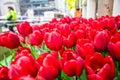 Red tulips with raindrops on blur city background, spring day after the rain Royalty Free Stock Photo