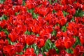 Red tulips on screen