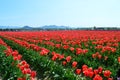 Red Tulips in the Skagit Valley Royalty Free Stock Photo