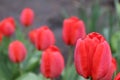 Red tulips for special day