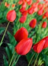 Red tulips in spring