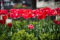 Red tulips in Spring