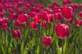 Red tulips in Spring