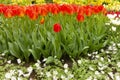 Red tulips spring flowers landscape, Holland Royalty Free Stock Photo
