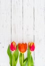 Beautiful red tulips spring flowers on white wood background Royalty Free Stock Photo