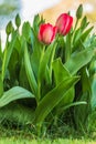 Red tulips for spring in the garden Royalty Free Stock Photo