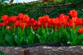 Red tulips, spring in Sardinia Island, in Italy Royalty Free Stock Photo