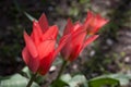 Red tulips in a spring sunny day on a flower bed in the city Royalty Free Stock Photo