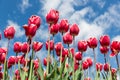 Red tulips in spring time with blue sky background Royalty Free Stock Photo