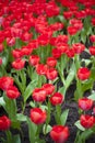 These red tulips are springtime beauties Royalty Free Stock Photo
