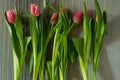 Red tulips Royalty Free Stock Photo