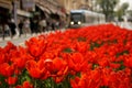 Red tulips in a street and a tram in the back at Sultan Ahmet in Istanbul