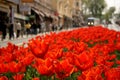 Red tulips in a street and a tram in the back at Sultan Ahmet in Istanbul