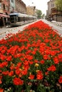 Red tulips in a street and a tram in the back at Sultan Ahmet in Istanbul Royalty Free Stock Photo