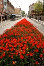 Red tulips in a street and a tram in the back at Sultan Ahmet in Istanbul