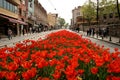 Red tulips in a street and a tram in the back at Sultan Ahmet in Istanbul