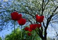 Red tulips in the sun Royalty Free Stock Photo