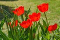 Red tulips in sunlight in the spring garden