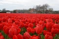 Red tulips on a sunny field in spring Royalty Free Stock Photo