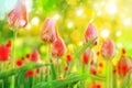 Red tulips in sunshine.