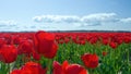 Red Tulips to Infinity Royalty Free Stock Photo