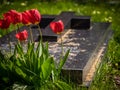 Red tulips and tomb Royalty Free Stock Photo