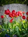 Red tulips and tomb Royalty Free Stock Photo