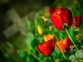 Red tulips and tomb Royalty Free Stock Photo