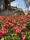 Red Tulips And Topkapi Palace From Istanbul Turkey Royalty Free Stock Photo