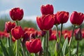 Red Tulips At The Tulip Festival Royalty Free Stock Photo