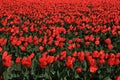 red tulips in a tulip field in Skagit , Washington during spring Royalty Free Stock Photo