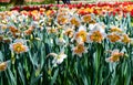 Red tulips. Tulipa aximensis jord, family Liliaceae Mill, family Amaryllidaceae Royalty Free Stock Photo