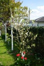 Red tulips Tulipa \'Van Eijk\' and white and yellow tulips Tulipa tarda bloom around a pygmy plum tree Prunus domestica. Royalty Free Stock Photo