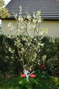 Red tulips Tulipa \'Van Eijk\' and white and yellow tulips Tulipa tarda bloom around a pygmy plum tree Prunus domestica. Royalty Free Stock Photo