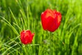 Red tulips. Two red tulip on a blurred background of green grass. Selective soft focus Royalty Free Stock Photo