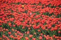 red tulips type 'Red Westfrisian" in sunlight in rows in a long