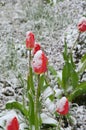 Red tulips under the snow
