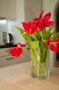 Red tulips Royalty Free Stock Photo