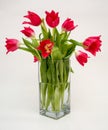 Red tulips in a vase Royalty Free Stock Photo